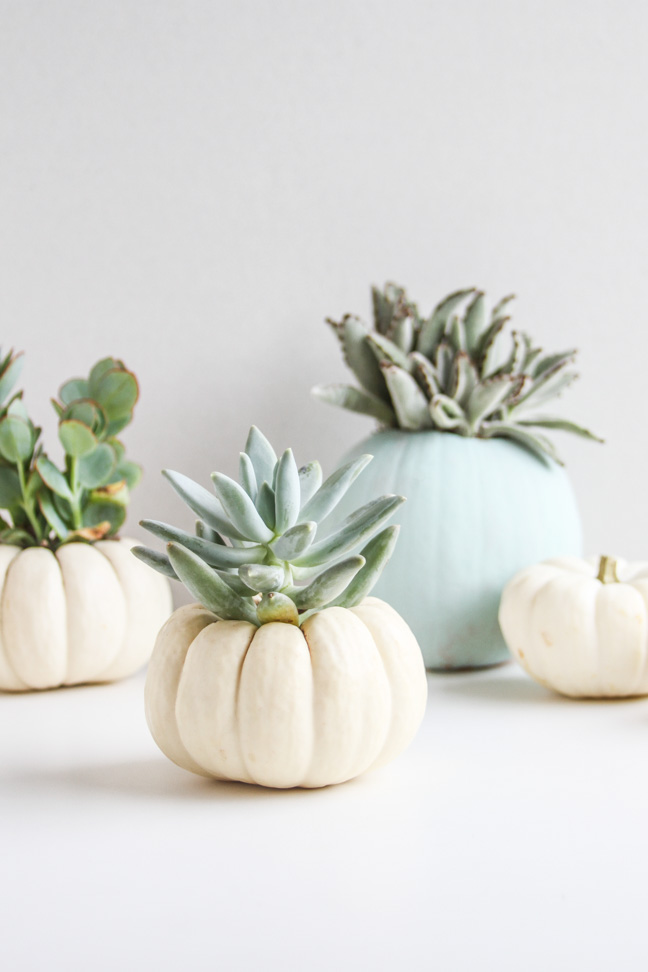 DIY Mini Pumpkin Planters