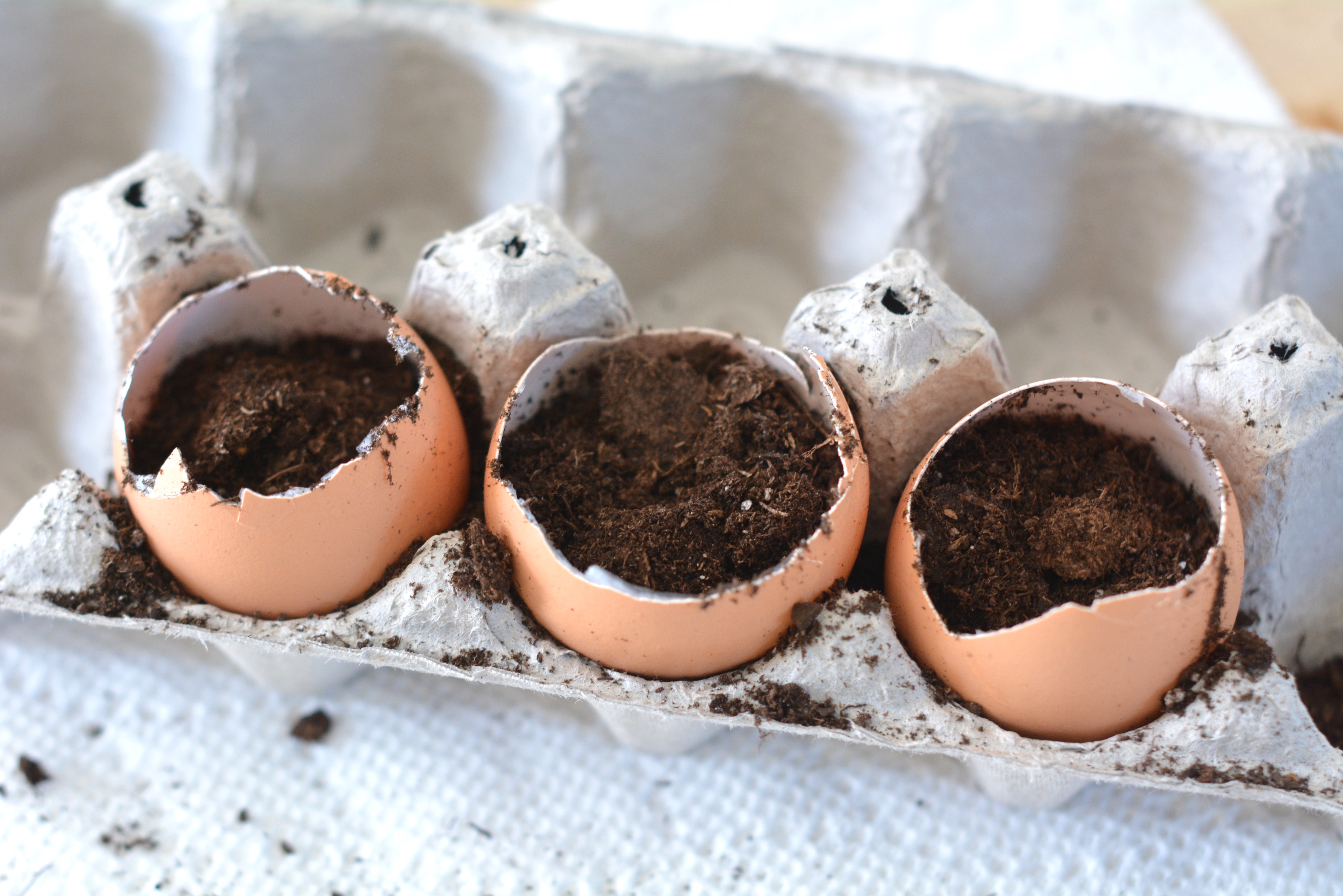 eggshells dirt egg crate