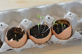 Seedlings in Egg Shells