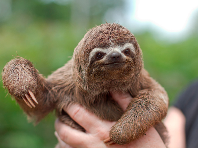 15 Insane Facts About Endangered Species Every Kid (& Parent) Should Know 15 Insane Facts About Endangered Species Every Kid (& Parent) Should Know