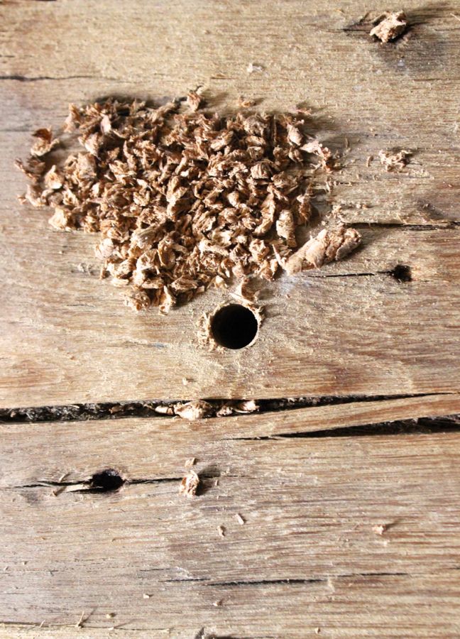 wood drill hole