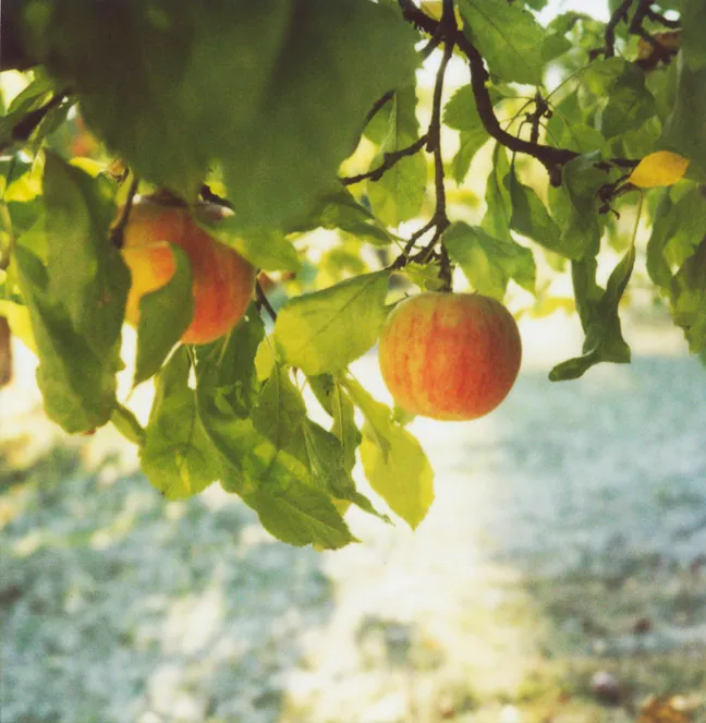 Apple orchard