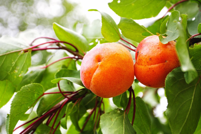 Close-Up Of Apricots Growing On Tree