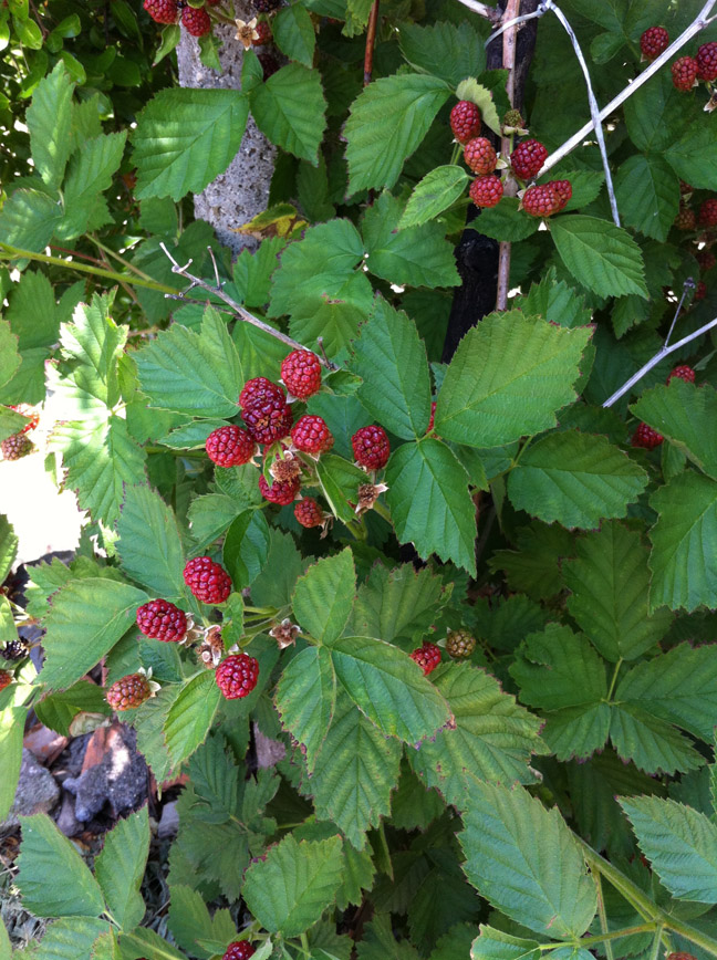 High Angle View Of Raspberries Growing On Plant