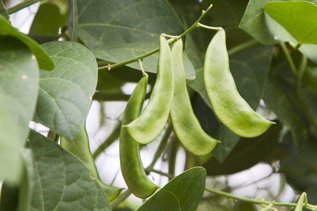 Mange tout (Pisum sativum var. saccharatum)