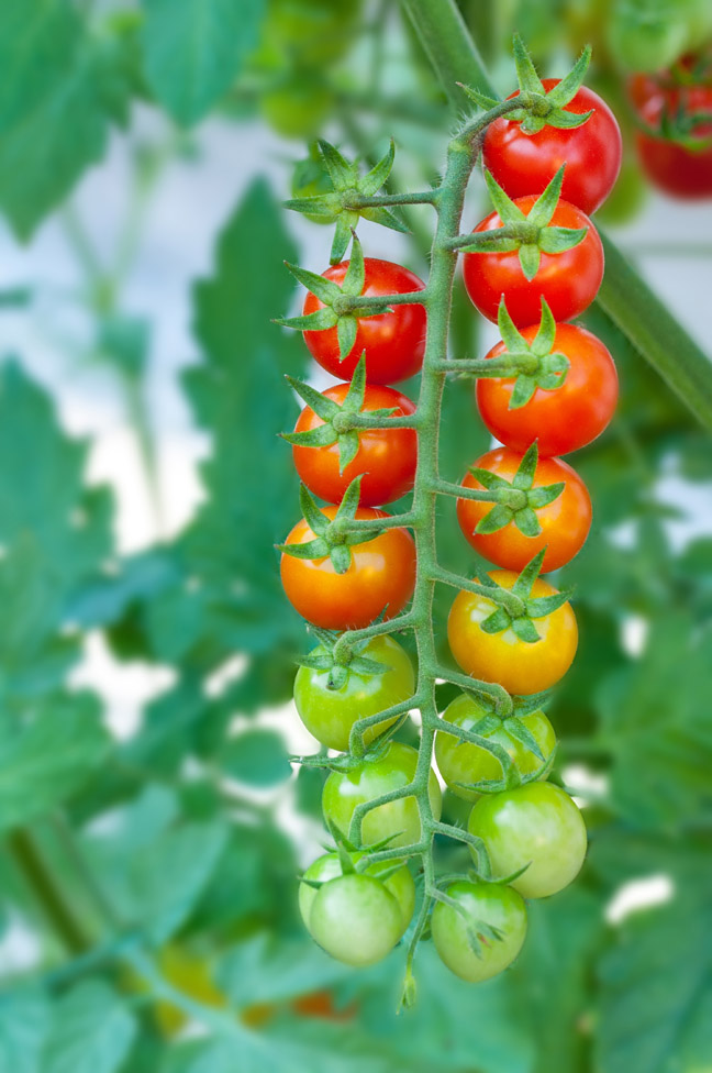 Ripe and unripe cherry tomatoes on the vine.
