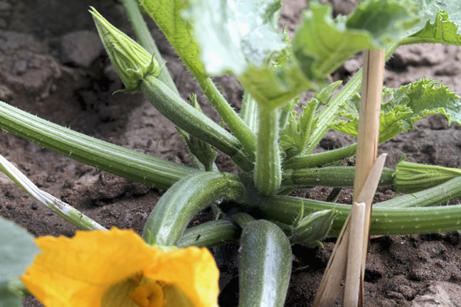 High angle view, close-up of zucchini plant