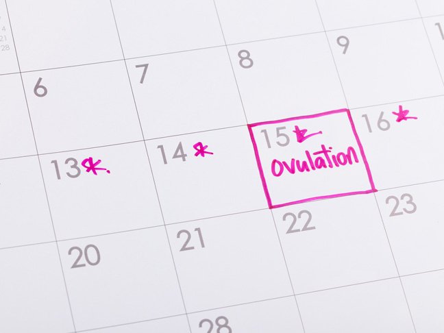 When Do You Ovulate?