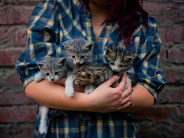 I thought I was a pet person