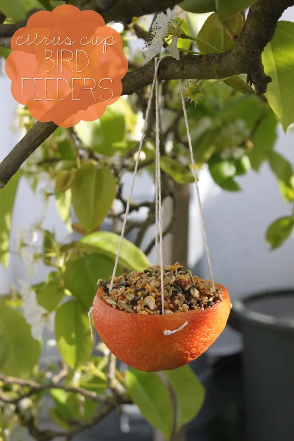 DIY bird feeder