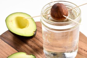 grow an avocado plant