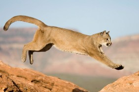 mountain lion