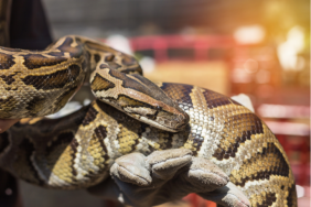 Burmese Python Snake