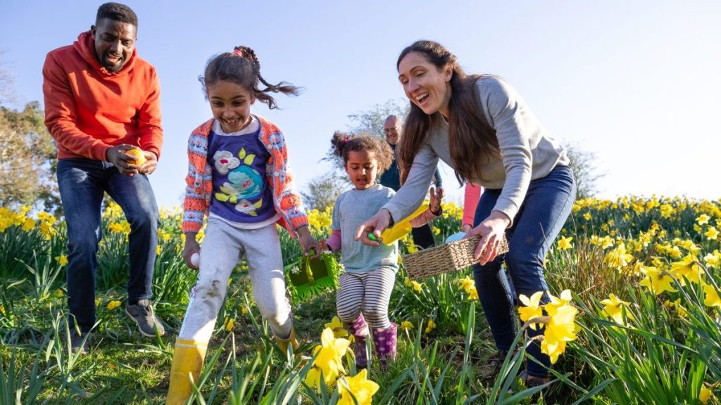 A multi-gen family walking through a field of daffodil flowers in Hexham, Northumberland. They are searching for eggs on an Easter egg hunt, they are holding their baskets to collect the eggs.