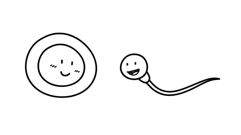 A hand drawn vector doodle illustration of a sperm and an ovum.