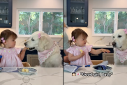 toddler share apple with dog