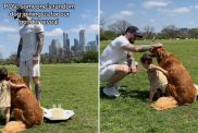 couple gender reveal dog video