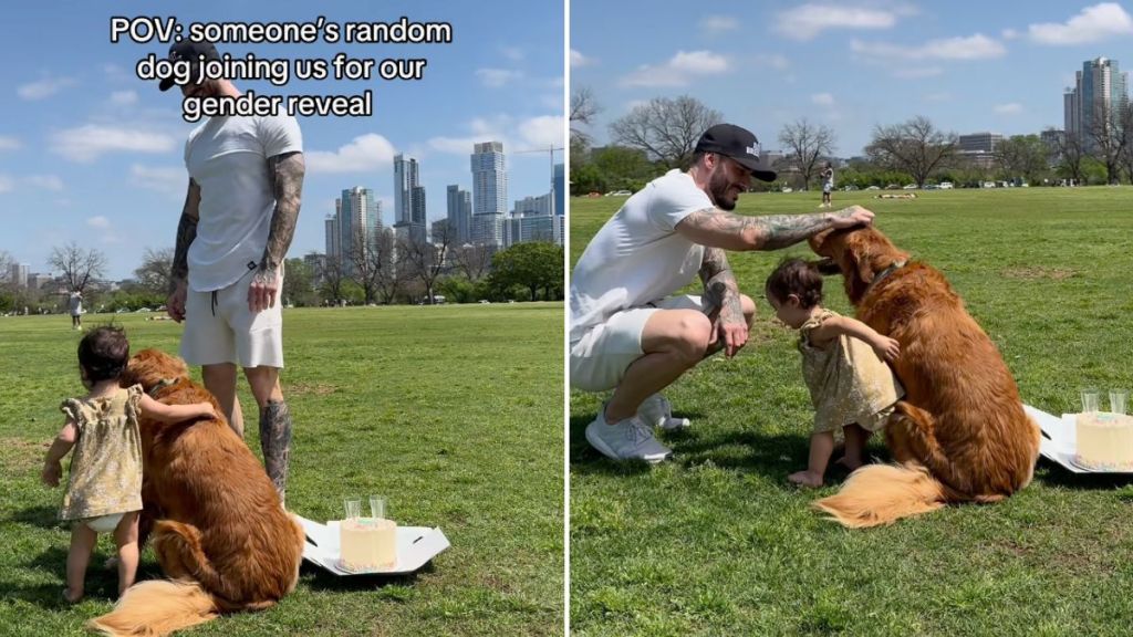 couple gender reveal dog video