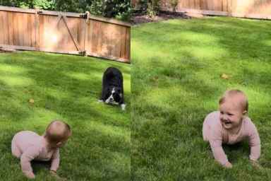dog zoomies baby laughing video