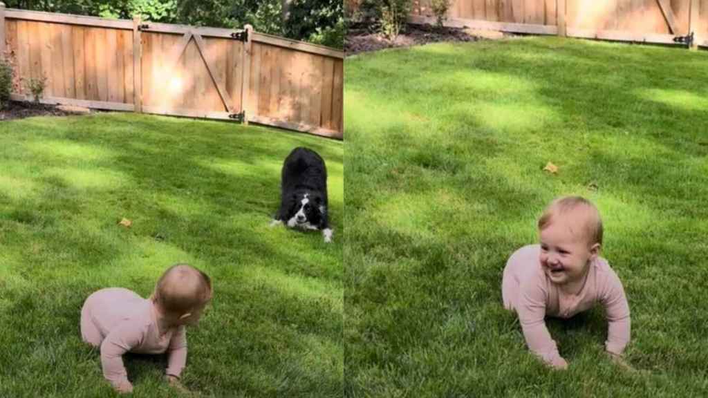 dog zoomies baby laughing video