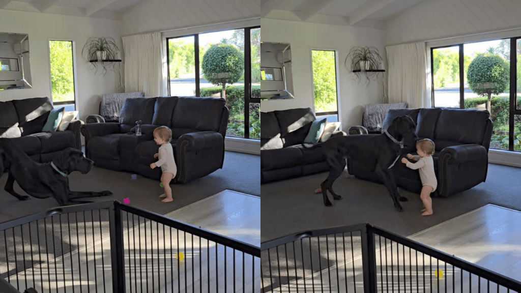 Adorable dog and baby video