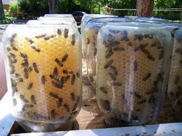 Outdoor Living: Make Your Own Beehives