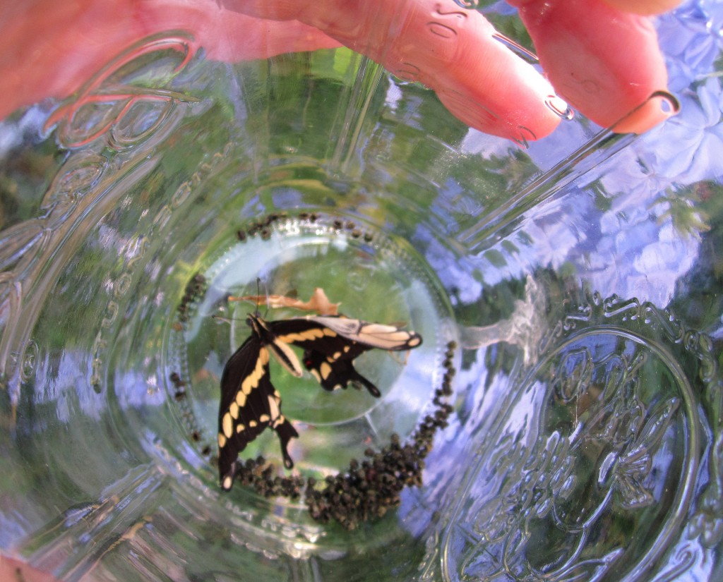 For the Kids: Butterfly Home 