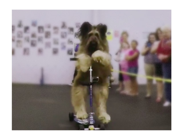 This Pup Prefers Cardio