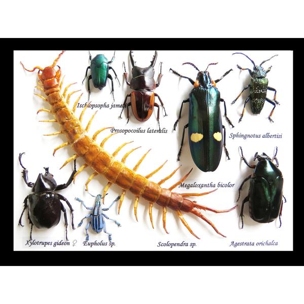  Framed Insect Collection – Bugs and Beetles