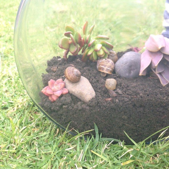 Snail Terrarium