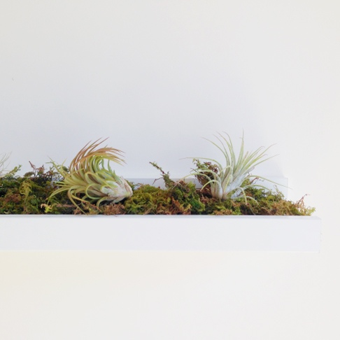 Air Plant Picture Shelf from Hot for Houses