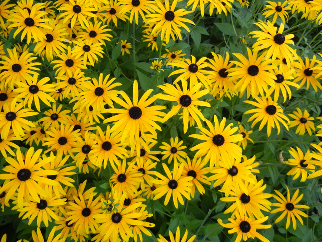 Rudbeckia