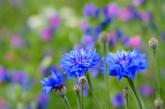 Cornflowers