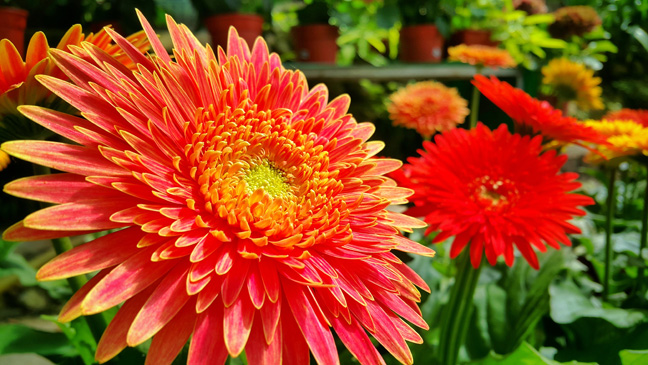 Gerbera Daisies