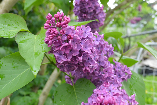 Lilac