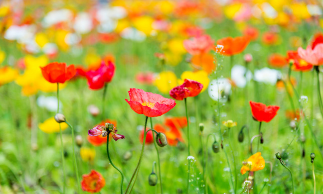 Poppies