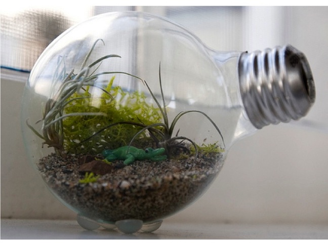 DIY Tiny Terrarium in a Light Bulb