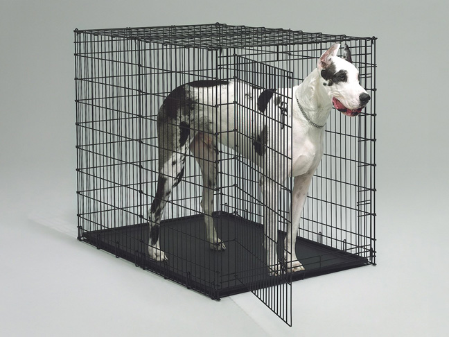 X-Large or "Ginormus" Double Door Dog Crate