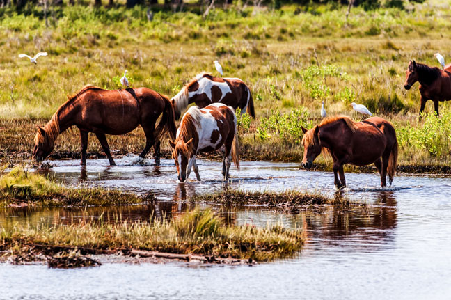 Chincoteague Island & Assateague Island, VA