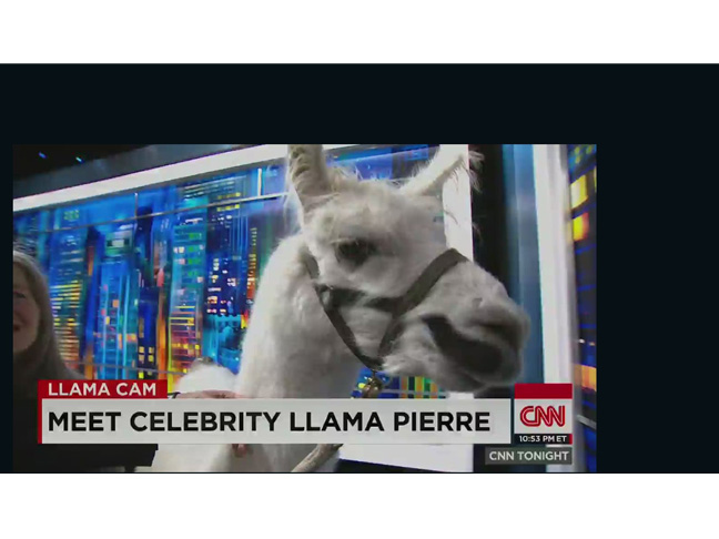 The Llama Drama in Arizona