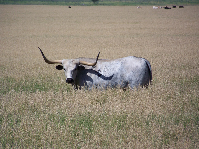 Natural Bridge Wildlife Ranch, TX