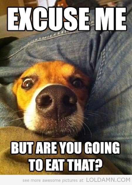 If Your Pets Could Talk: Adorable Animal Memes to Make You Smile If Your Pets Could Talk: Adorable Animal Memes to Make You Smile
