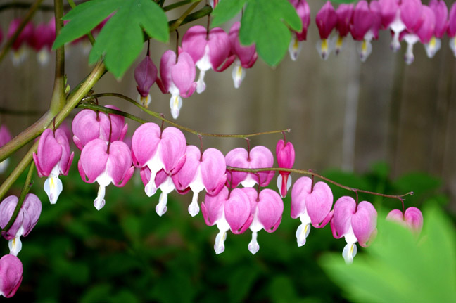 Bleeding Hearts