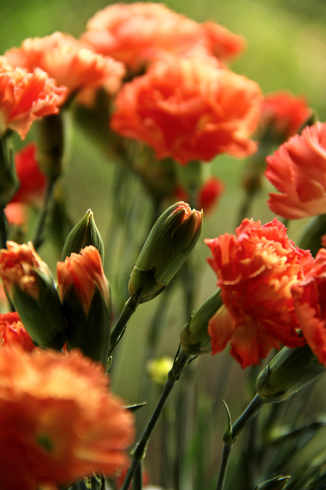 Carnations