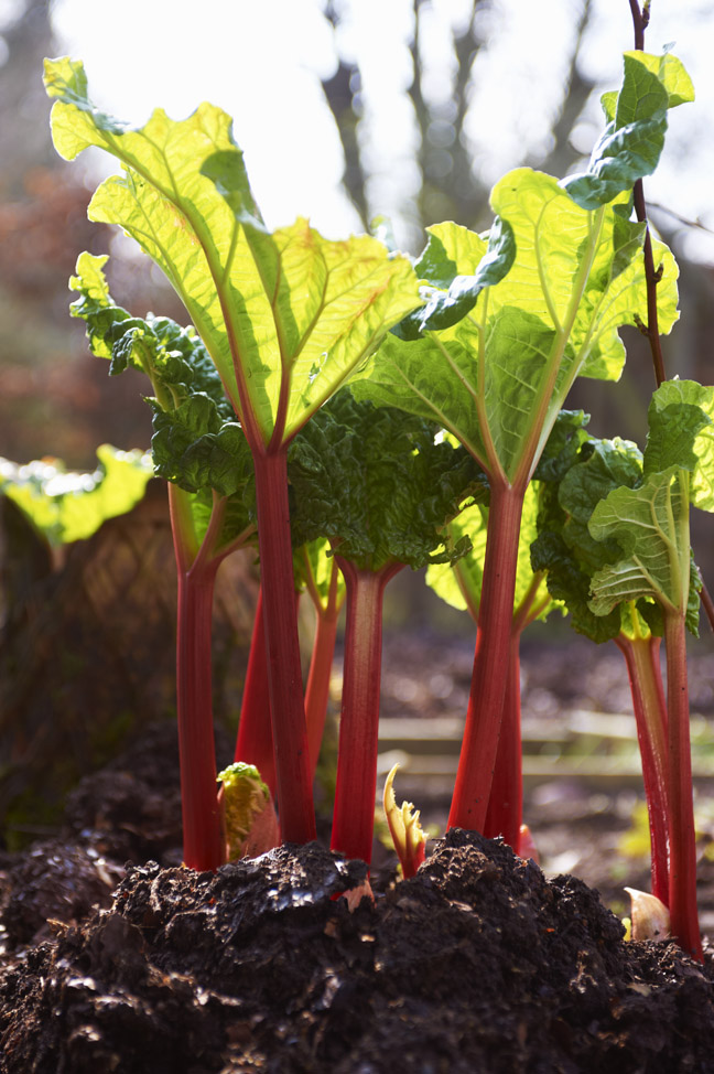 Rhubarb