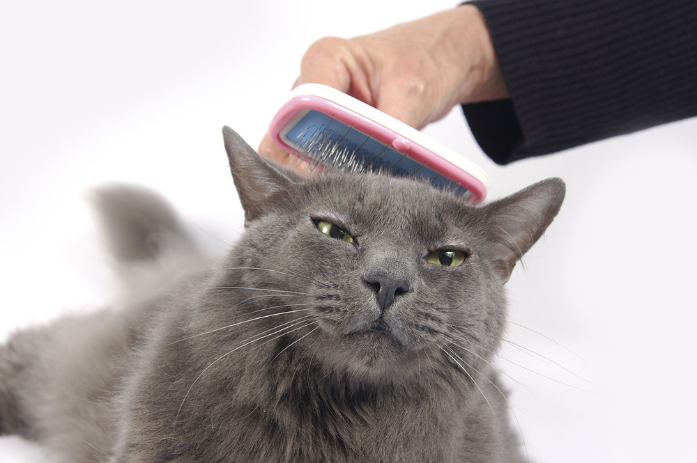 Grooming to Enhance Your Bond