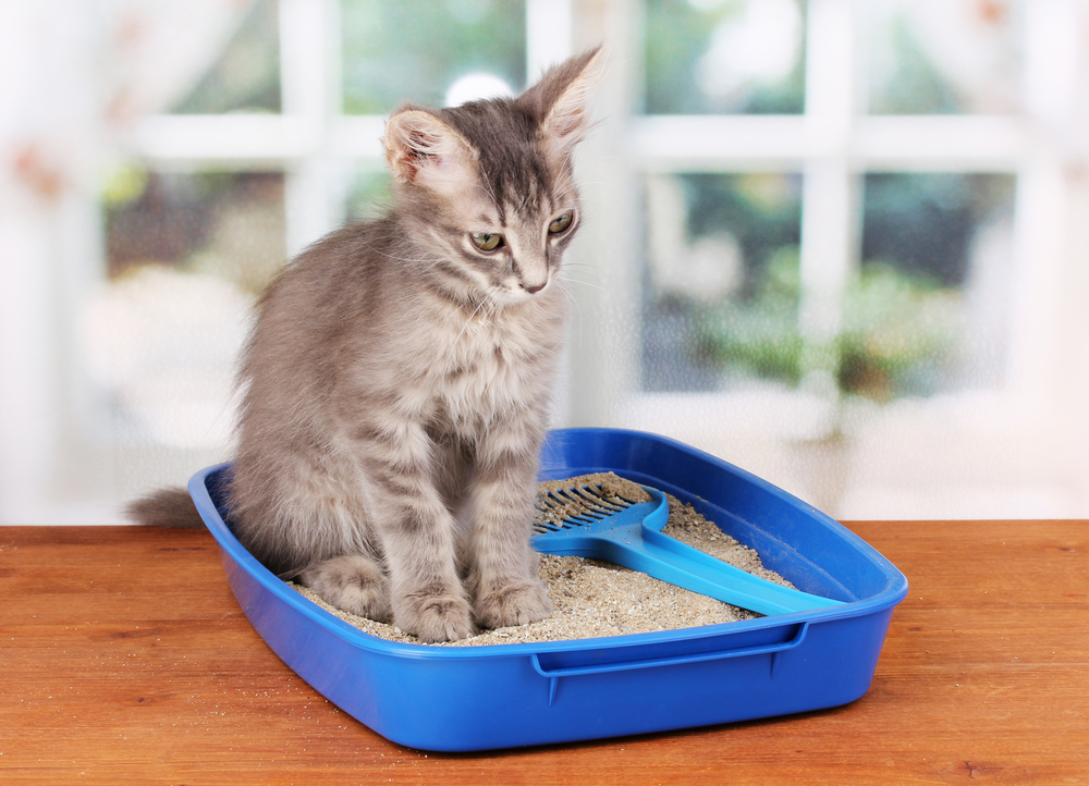 The Purrr-fect Litter Box