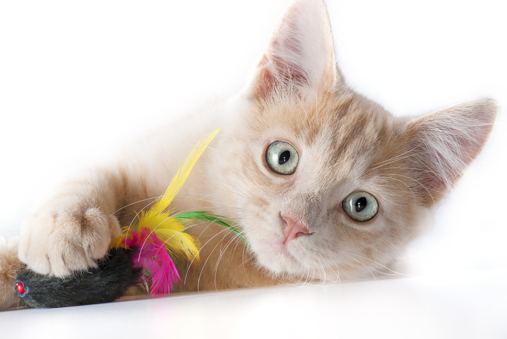 Toys to Hone Your Cat’s Natural Hunting Skills
