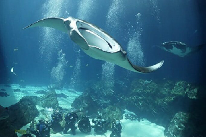 Georgia Aquarium (Atlanta, GA)