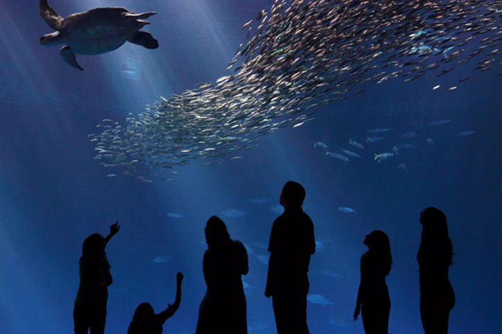 Monterey Bay Aquarium (Monterey, CA)